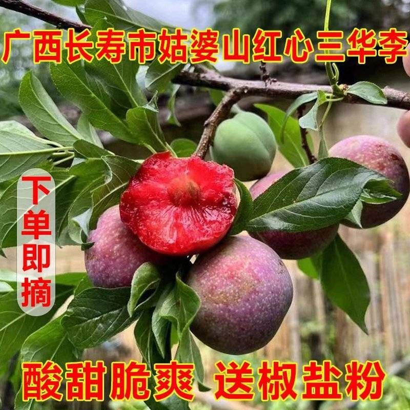 正宗广西三华李新鲜李子孕妇水果现摘红肉红心李大果银妃酸甜