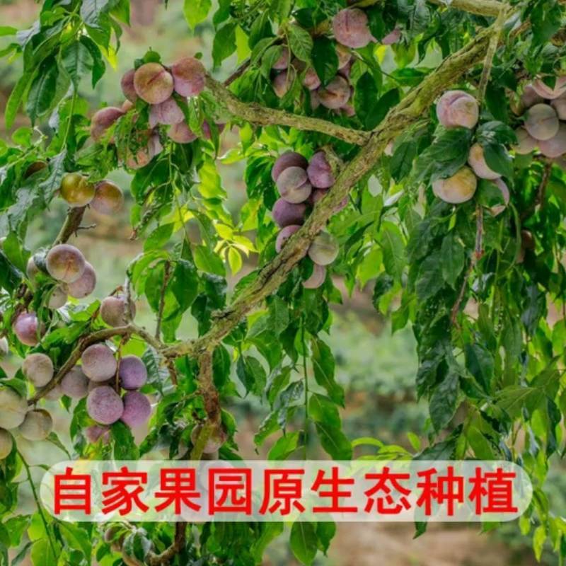 正宗广西三华李新鲜李子孕妇水果现摘红肉红心李大果银妃酸甜