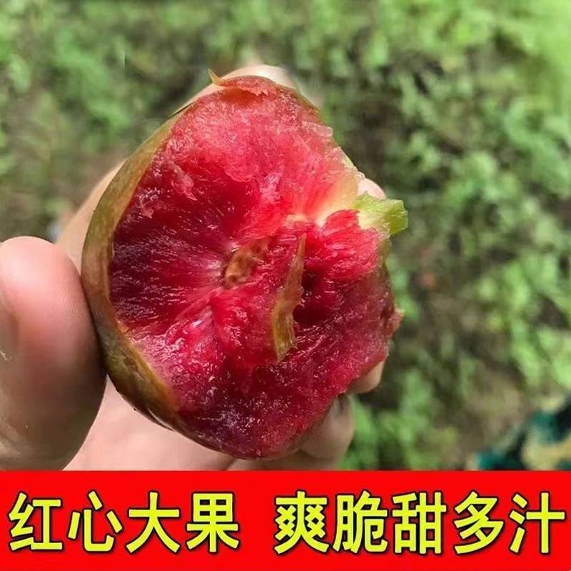 正宗广西三华李新鲜李子孕妇水果现摘红肉红心李大果银妃酸甜