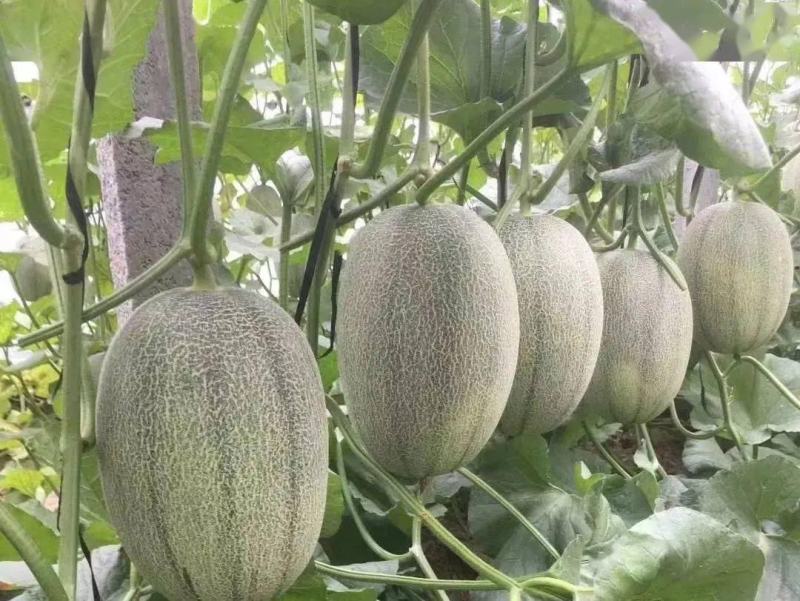 晓蜜25号《推荐》商丘夏邑县哈密瓜现货大批量供应