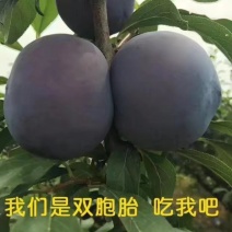 陕西黑布林，开园现货