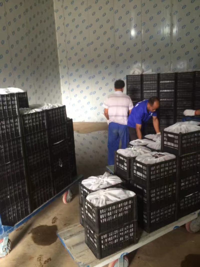 陕西黑布林，开园现货