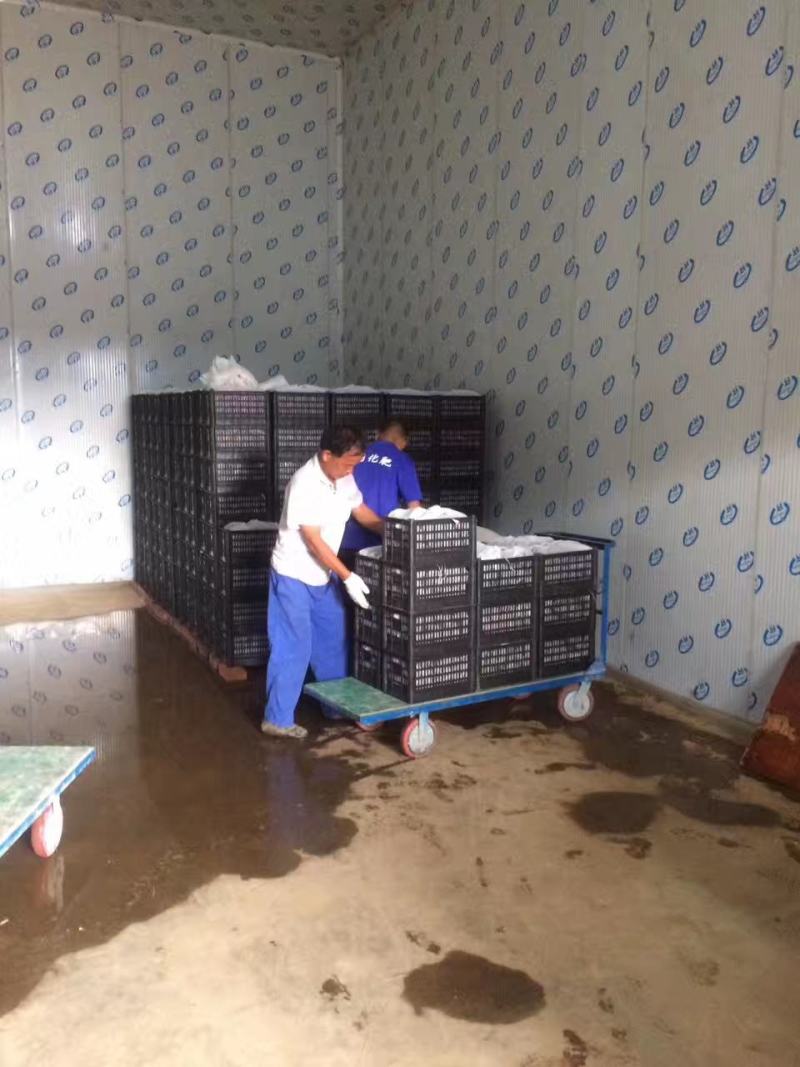 陕西黑布林，开园现货