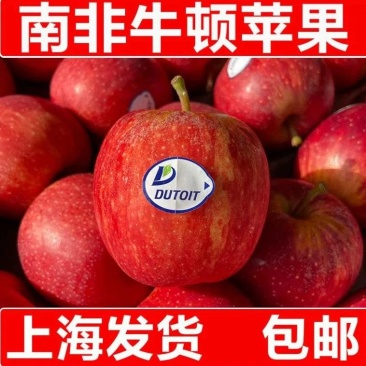 南非牛顿小苹果脆甜多汁进口品种富士野生迷你苹果整箱嘎啦果