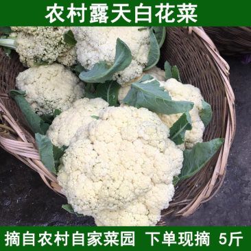 白面青梗松花菜河北菜花，支持各种包装，发往全国