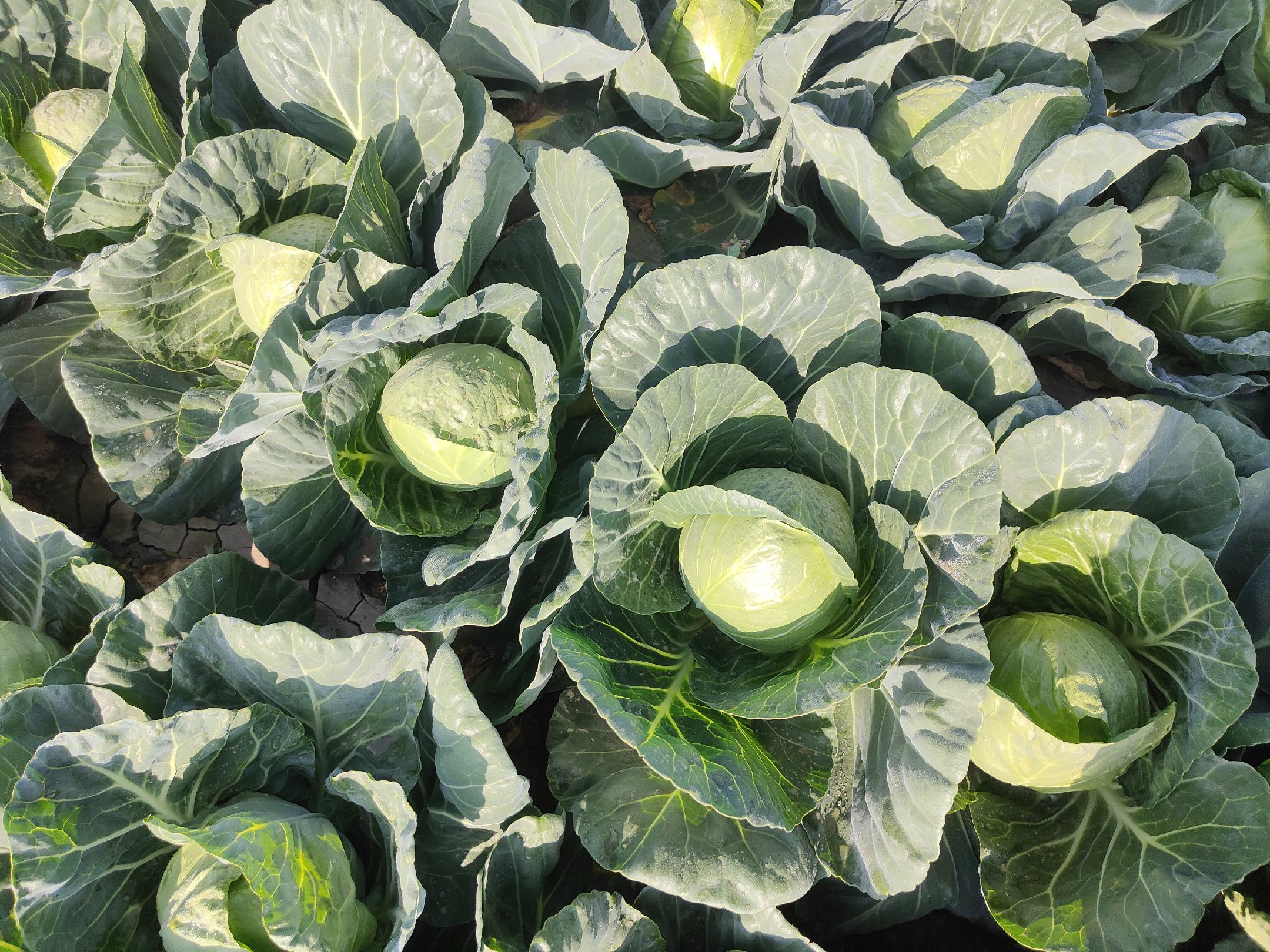 田间成熟圆包菜植株特写，球体浑圆紧实，外层叶片青绿带蜡质光泽，根部泥土湿润，体现当季新鲜采收状态