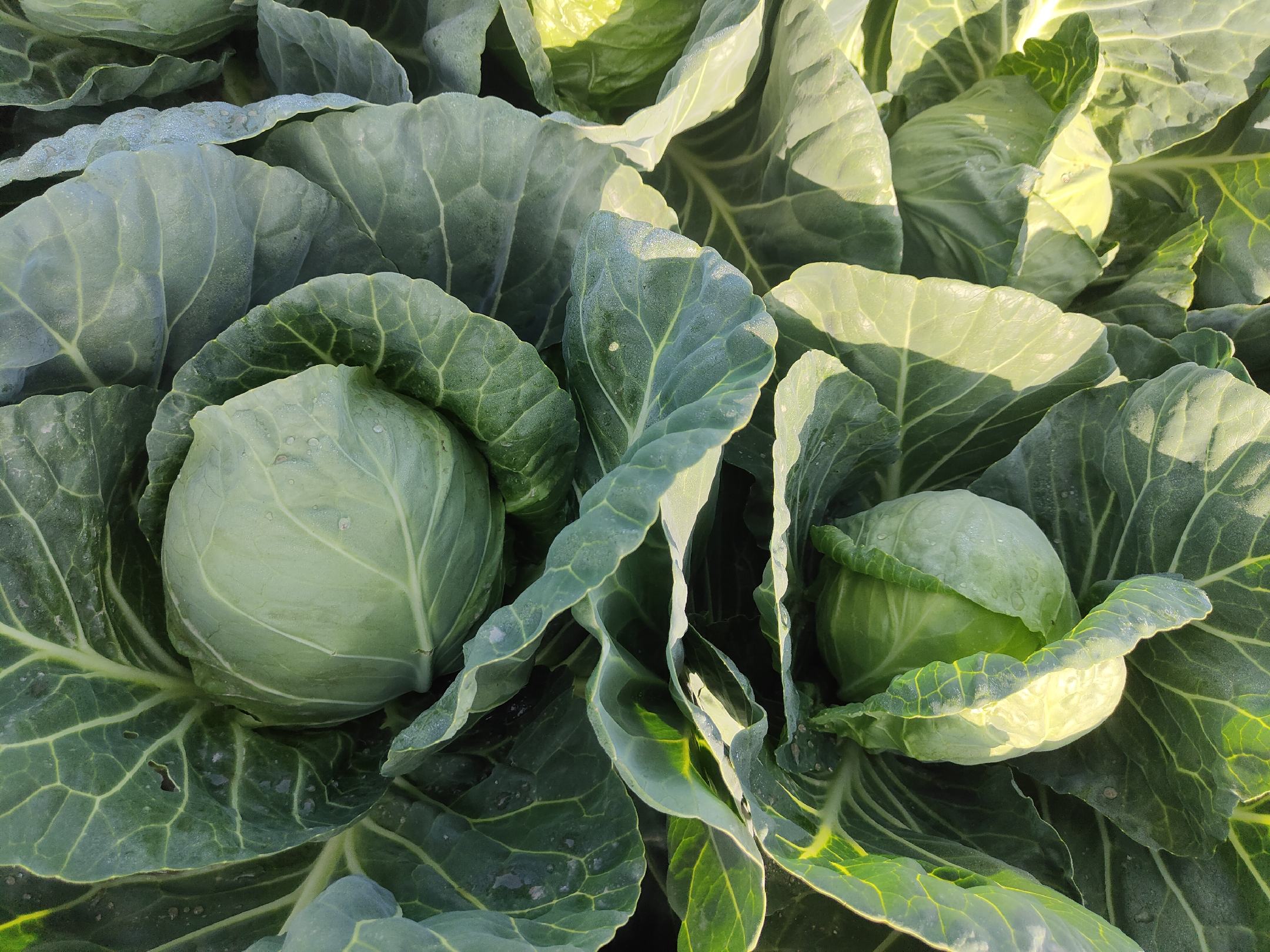 甘蓝与大头菜的不同烹饪方式