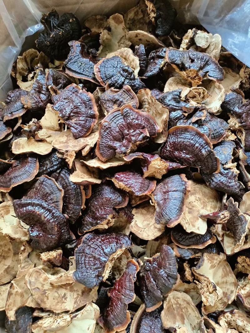 大金边灵芝，不苦的灵芝，菌香味浓郁欢迎电联采购
