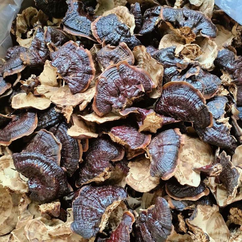 大金边灵芝，不苦的灵芝，菌香味浓郁欢迎电联采购