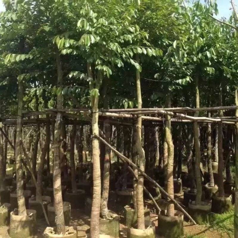 海南葡萄大量5-15分袋苗量大从优，自家苗价格优势