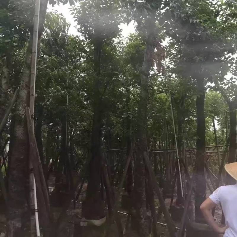海南葡萄大量5-15分袋苗量大从优，自家苗价格优势