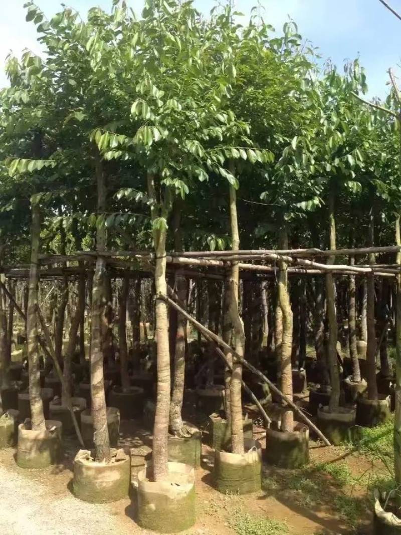 海南葡萄大量5-15分袋苗量大从优，自家苗价格优势
