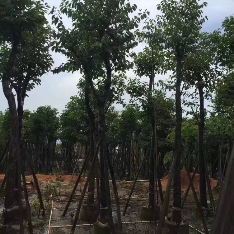 海南葡萄大量5-15分袋苗量大从优，自家苗价格优势