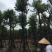 海南葡萄大量5-15分袋苗量大从优，自家苗价格优势