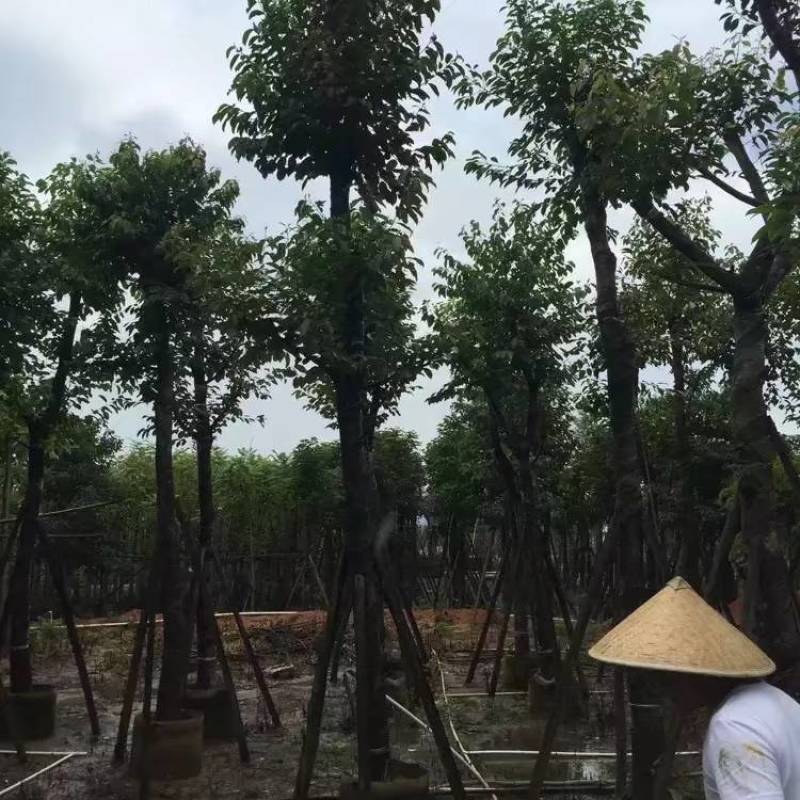 海南葡萄大量5-15分袋苗量大从优，自家苗价格优势