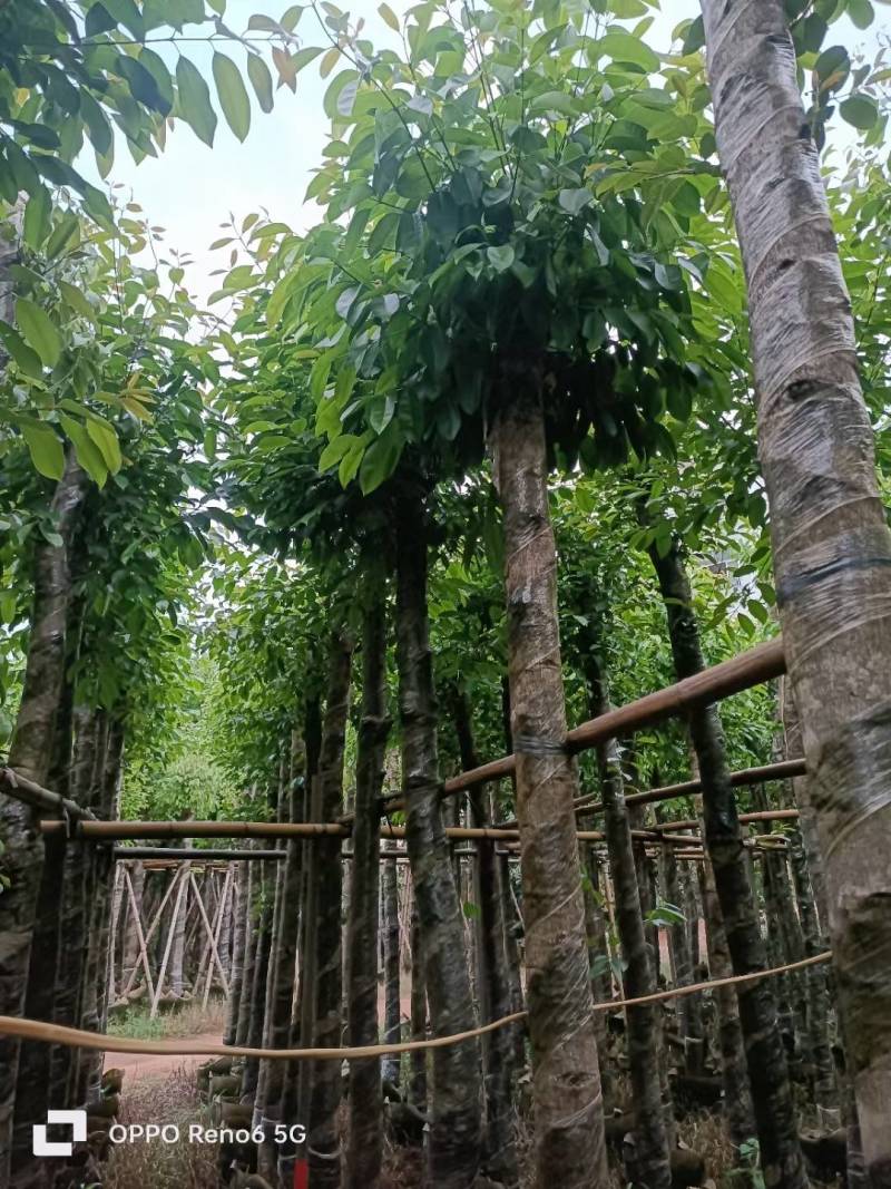 海南葡萄大量5-15分袋苗量大从优，自家苗价格优势