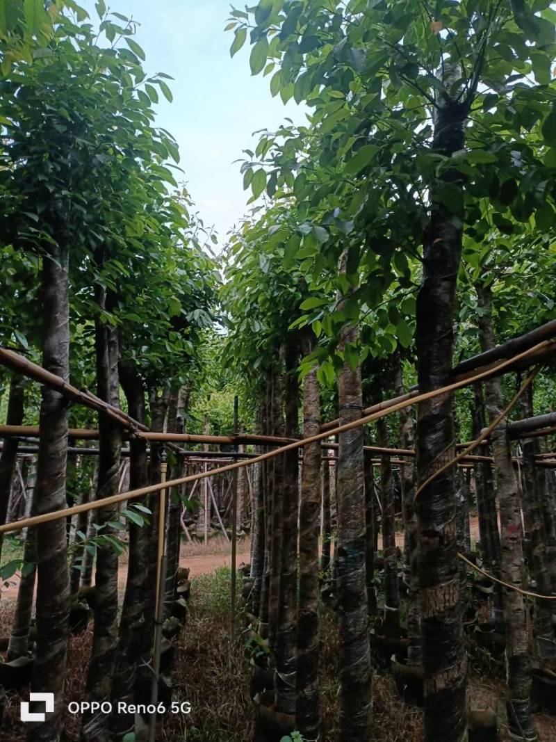 海南葡萄大量5-15分袋苗量大从优，自家苗价格优势