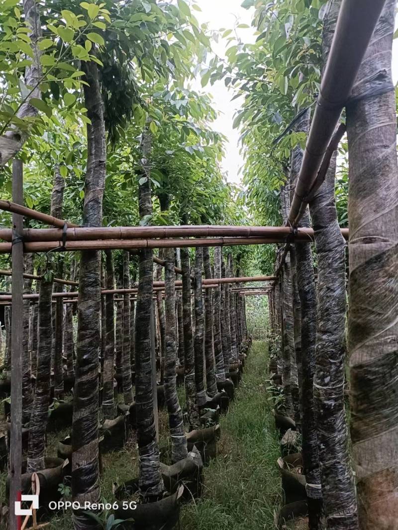 海南葡萄大量5-15分袋苗量大从优，自家苗价格优势