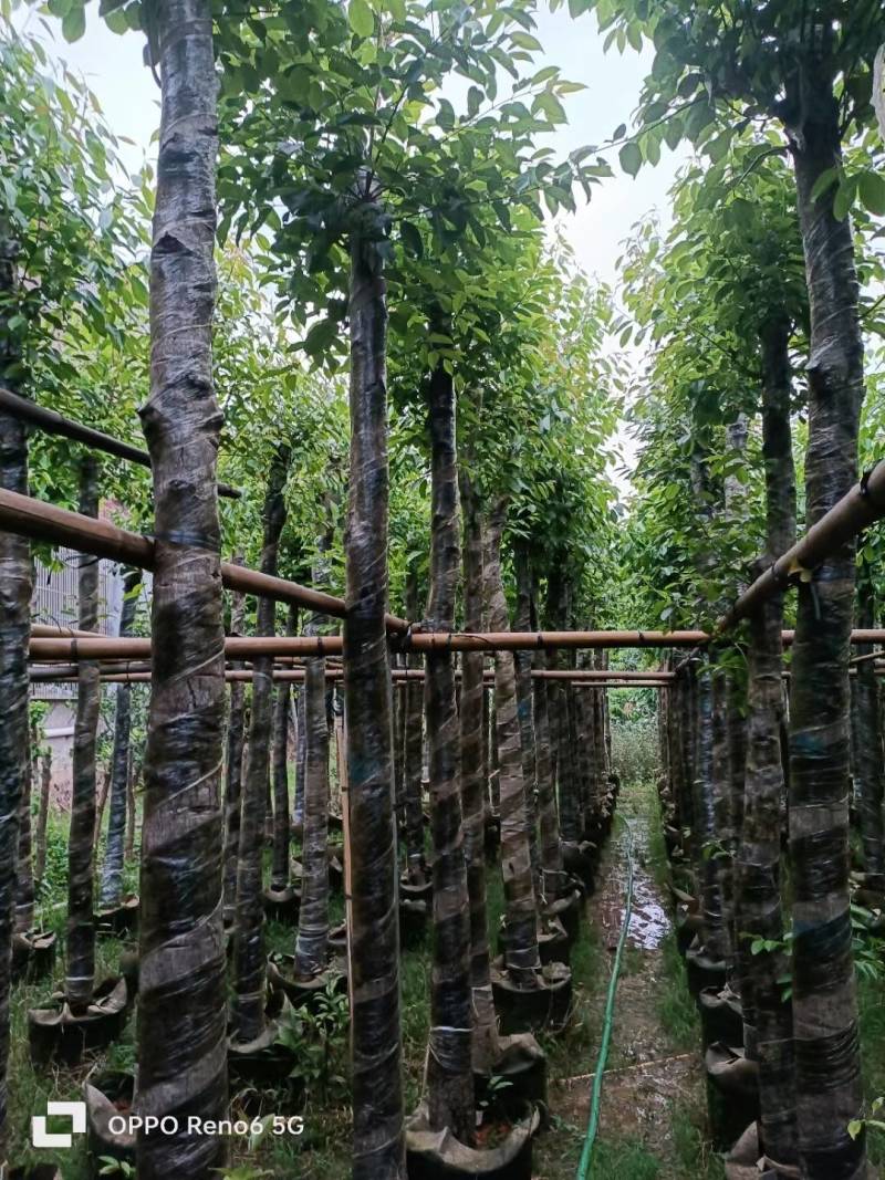 海南葡萄大量5-15分袋苗量大从优，自家苗价格优势