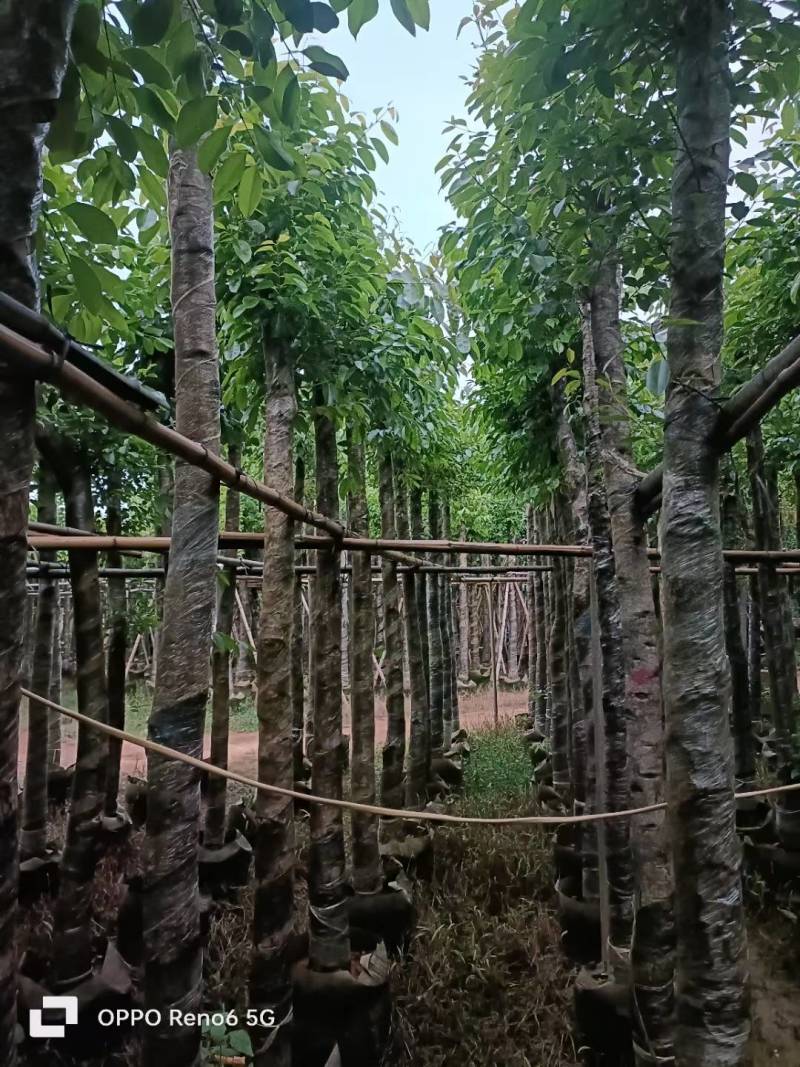 海南葡萄大量5-15分袋苗量大从优，自家苗价格优势