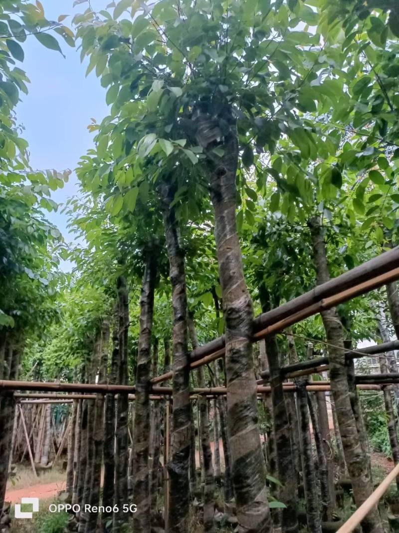 海南葡萄大量5-15分袋苗量大从优，自家苗价格优势