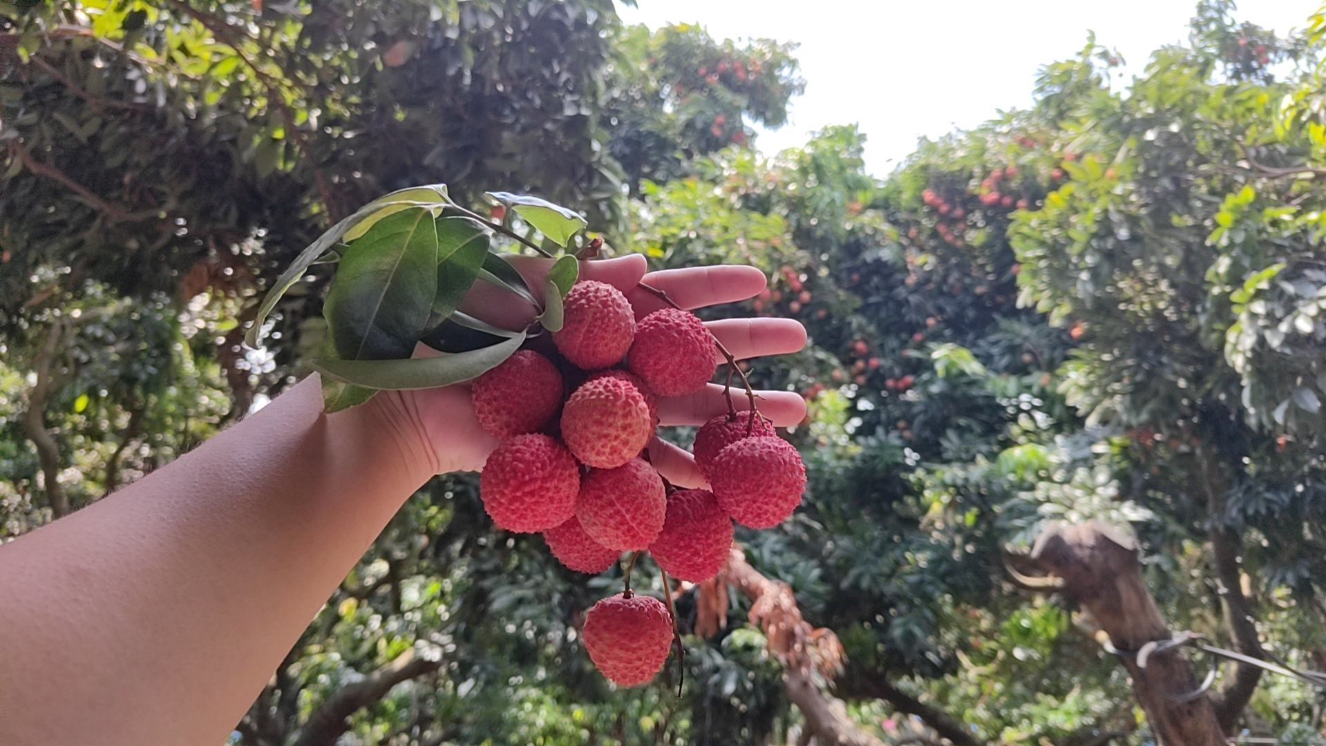 桂味荔枝特写