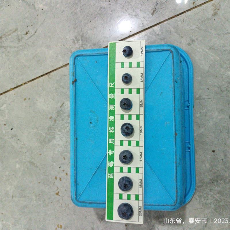 精品果大批量出纯甜