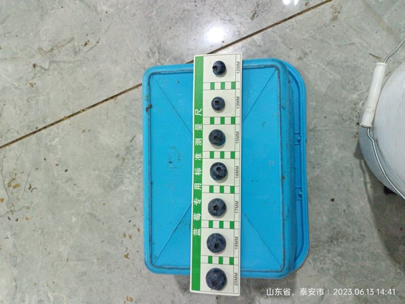 精品果大批量出纯甜