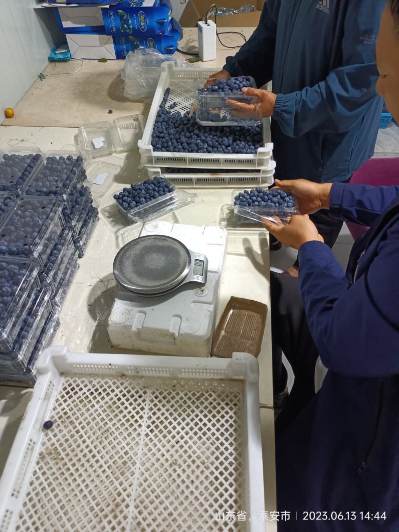 精品果大批量出纯甜