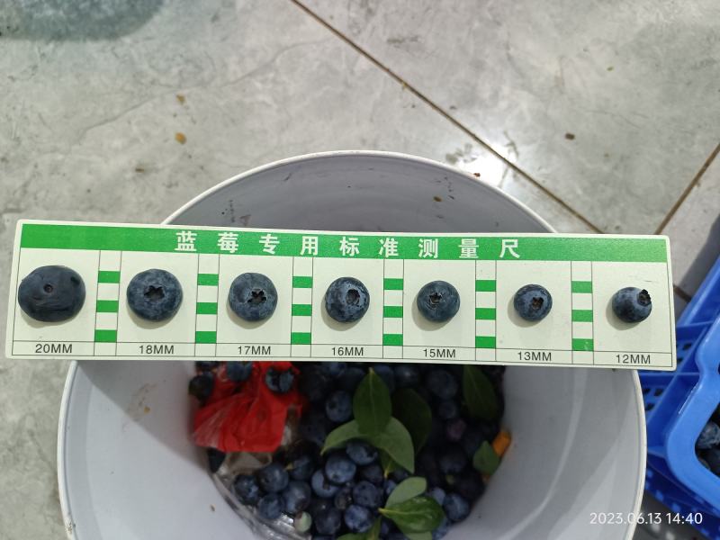 精品果大批量出纯甜