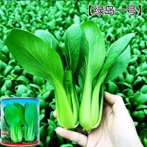 绿岛一号耐热青梗菜种子耐热不拔节油亮上海青种子100克