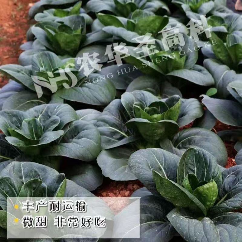 黑玛丽杂交黑叶矮脚青梗菜种子油亮黑菜种子原装发货