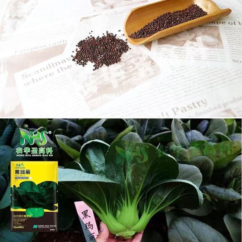 黑玛丽杂交黑叶矮脚青梗菜种子油亮黑菜种子原装发货