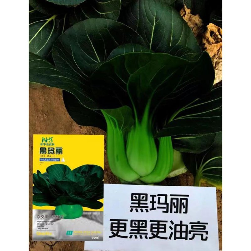 黑玛丽杂交黑叶矮脚青梗菜种子油亮黑菜种子原装发货