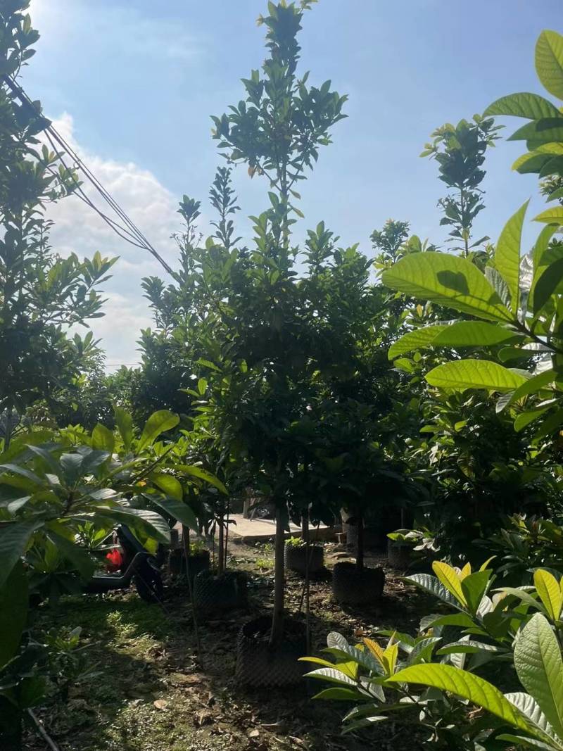 杜英（尖叶杜英）大量自家袋苗5-15分全冠货截杆货都有