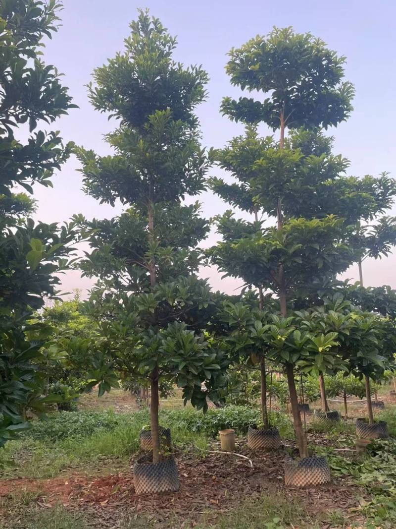 杜英（尖叶杜英）大量自家袋苗5-15分全冠货截杆货都有