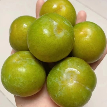 贵州镇宁县六马蜂糖李