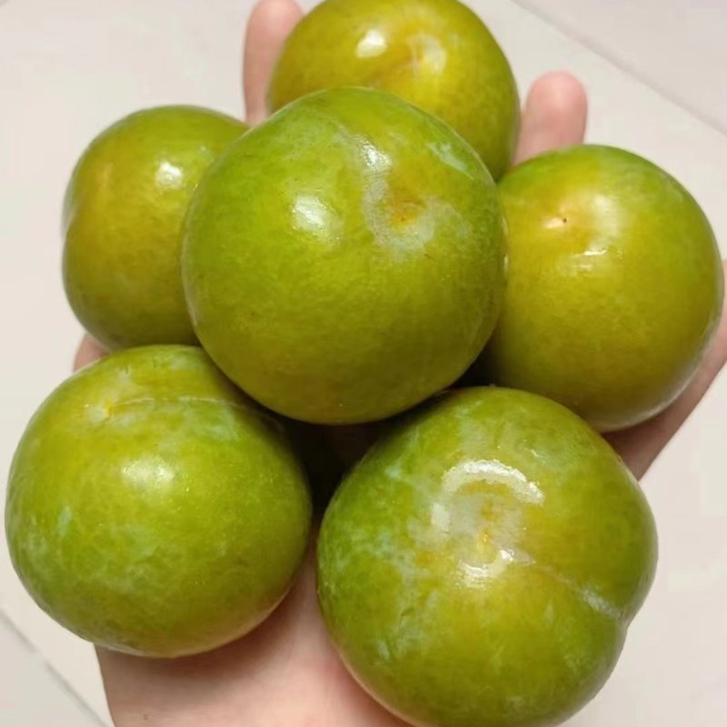贵州镇宁县六马蜂糖李