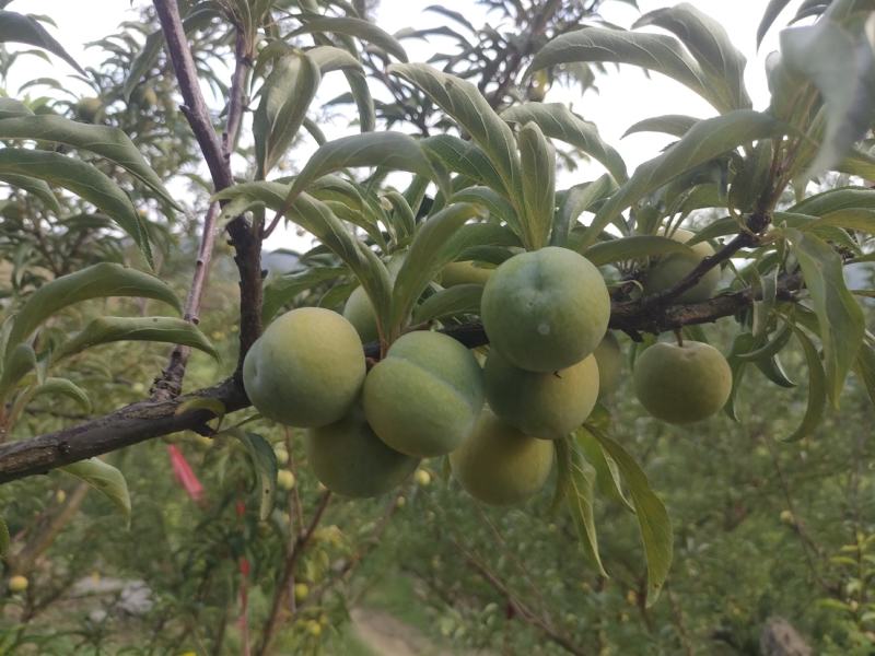 贵州镇宁县六马蜂糖李