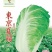 50天夏季耐热夏阳白菜种子早熟抗病口感好进口品种
