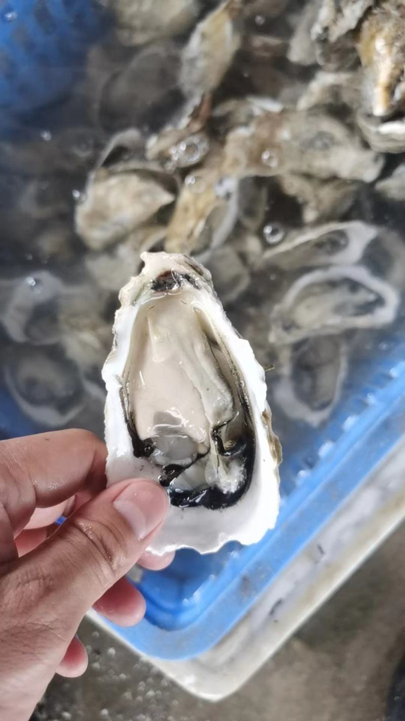 生蚝，半壳精品。排列装箱到货免清洗拆箱即用。