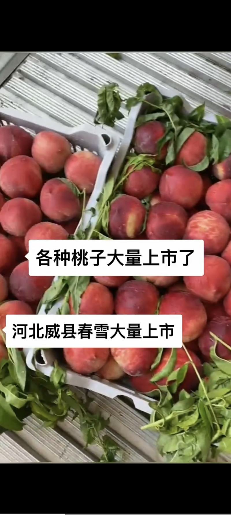 河北威县春雪桃，需要货源的老板联系