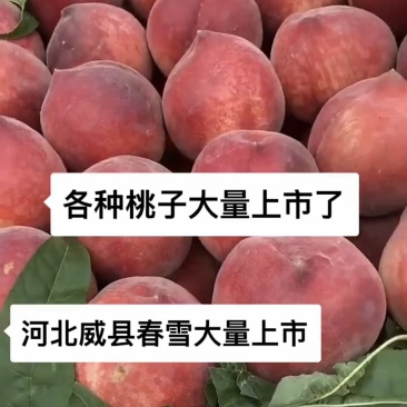 河北威县春雪桃，需要货源的老板联系