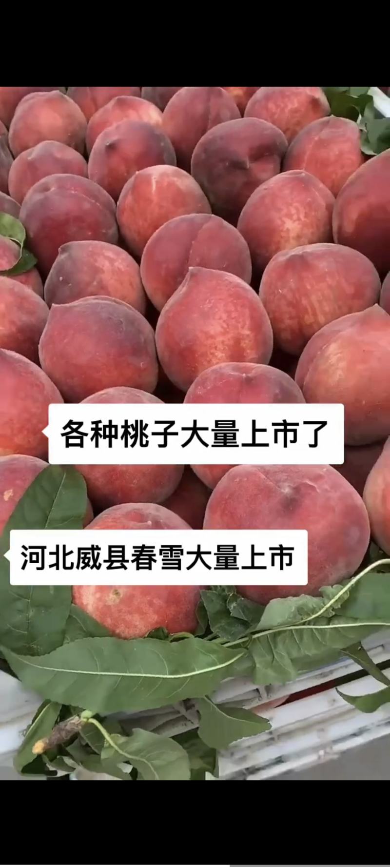河北威县春雪桃，需要货源的老板联系