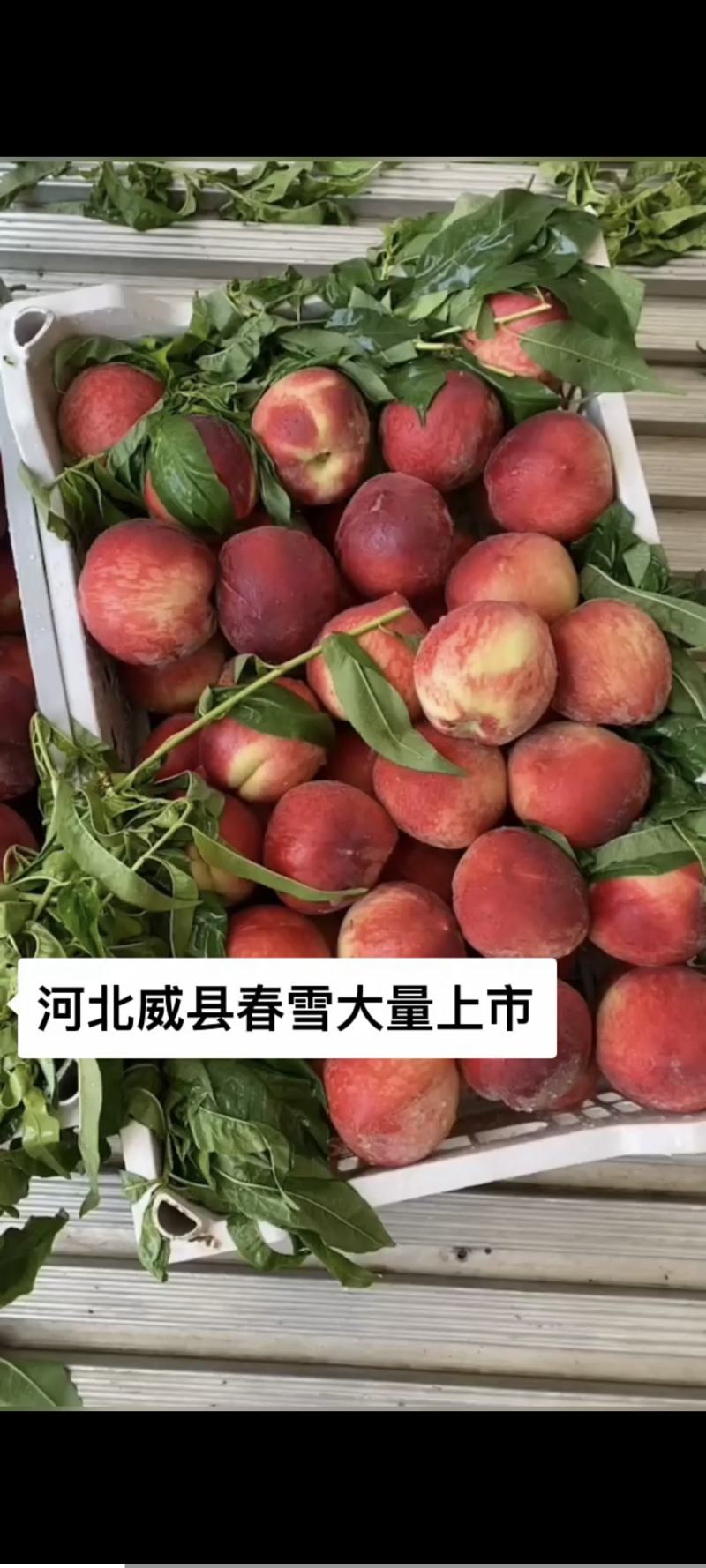 河北威县春雪桃，需要货源的老板联系