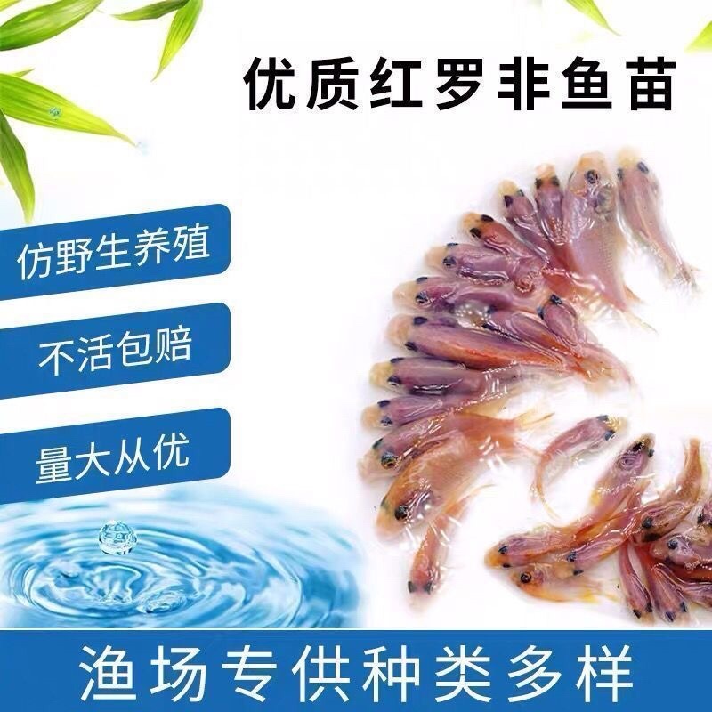 红罗非彩红雕白腊红腊豹纹罗非苗脆肉红罗非种苗