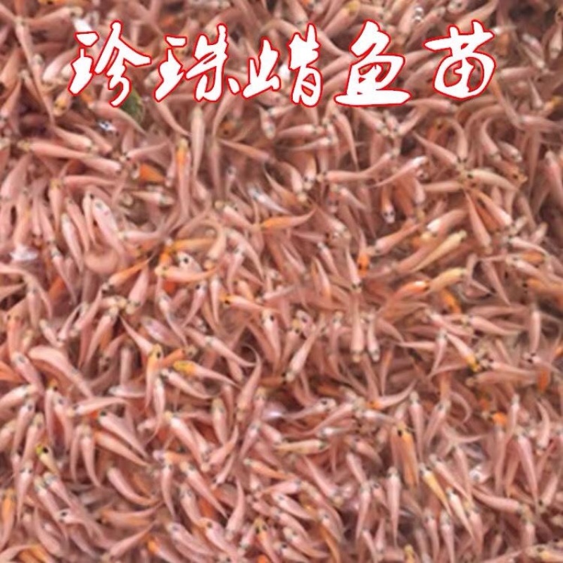 红罗非彩红雕白腊红腊豹纹罗非苗脆肉红罗非种苗