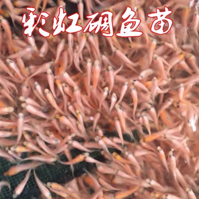 红罗非彩红雕白腊红腊豹纹罗非苗脆肉红罗非种苗