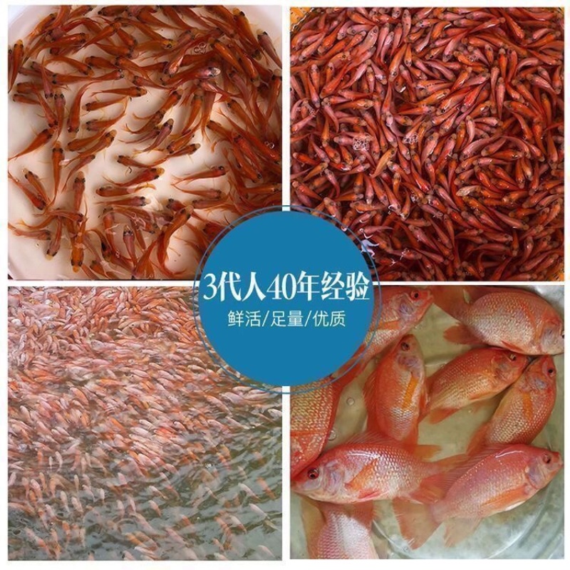 红罗非彩红雕白腊红腊豹纹罗非苗脆肉红罗非种苗