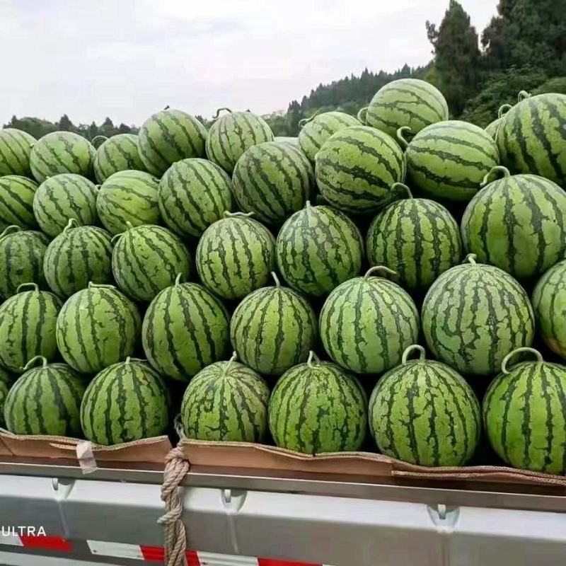 河北精品无籽美都西瓜大量上市品质保障对接市场欢迎联系